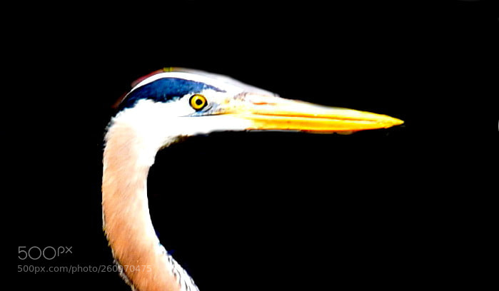 Nikon D7200 sample photo. A blue heron bird photography