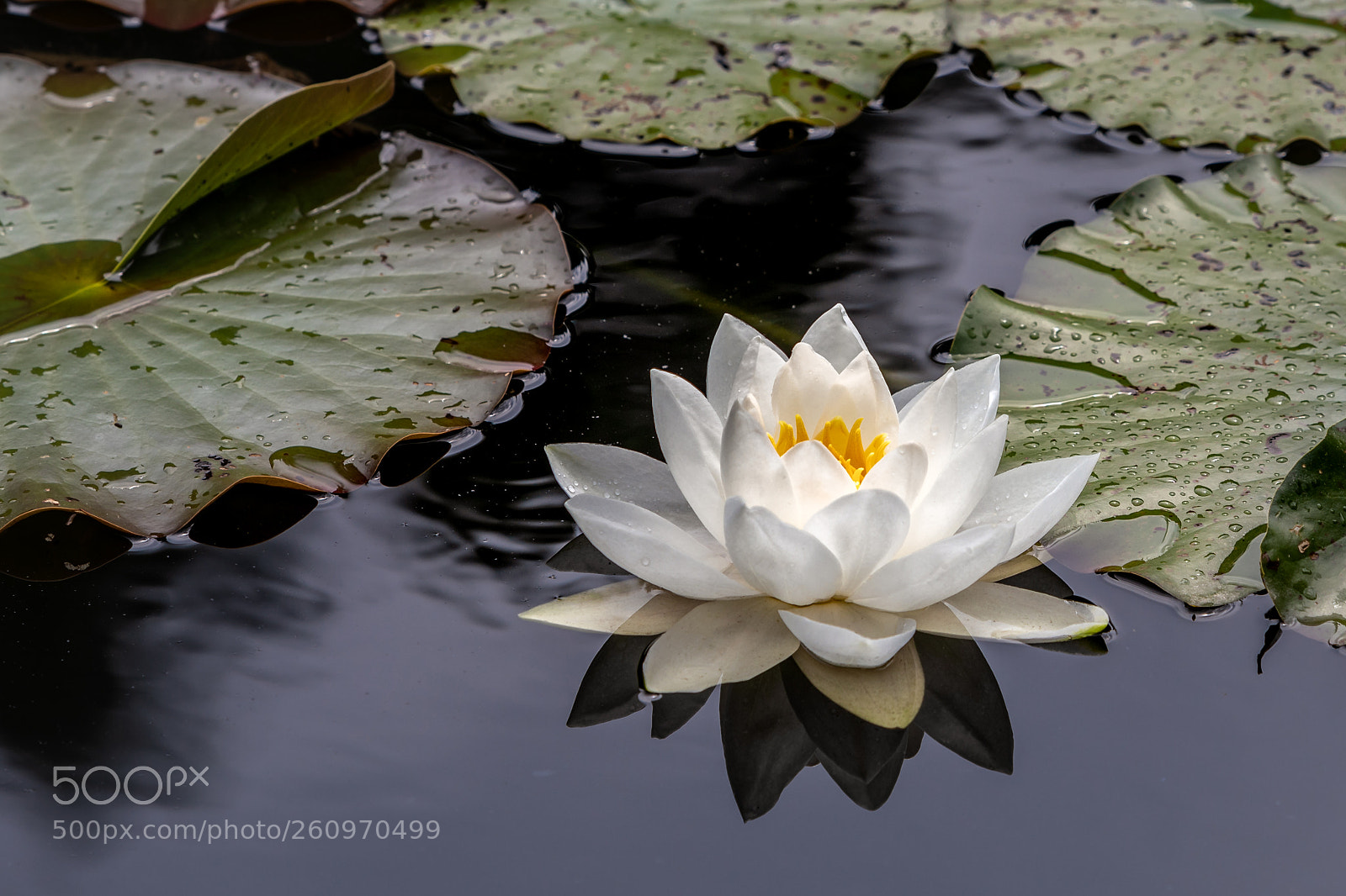 Canon EOS 5D Mark IV sample photo. Weiße seerose photography