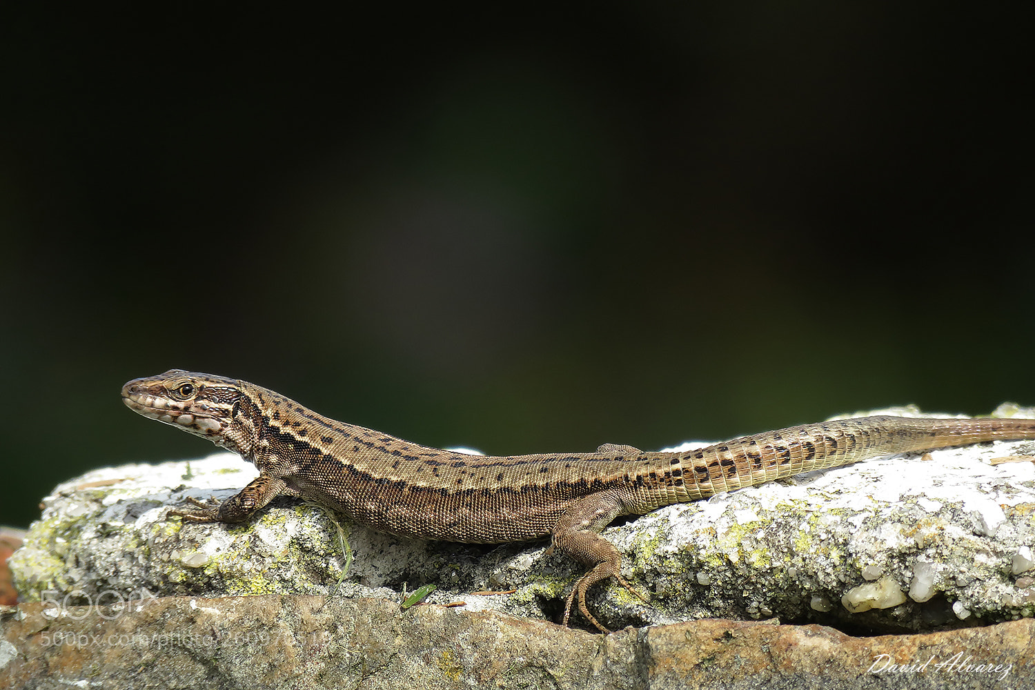 Canon PowerShot SX60 HS sample photo. Podarcis muralis (female) photography
