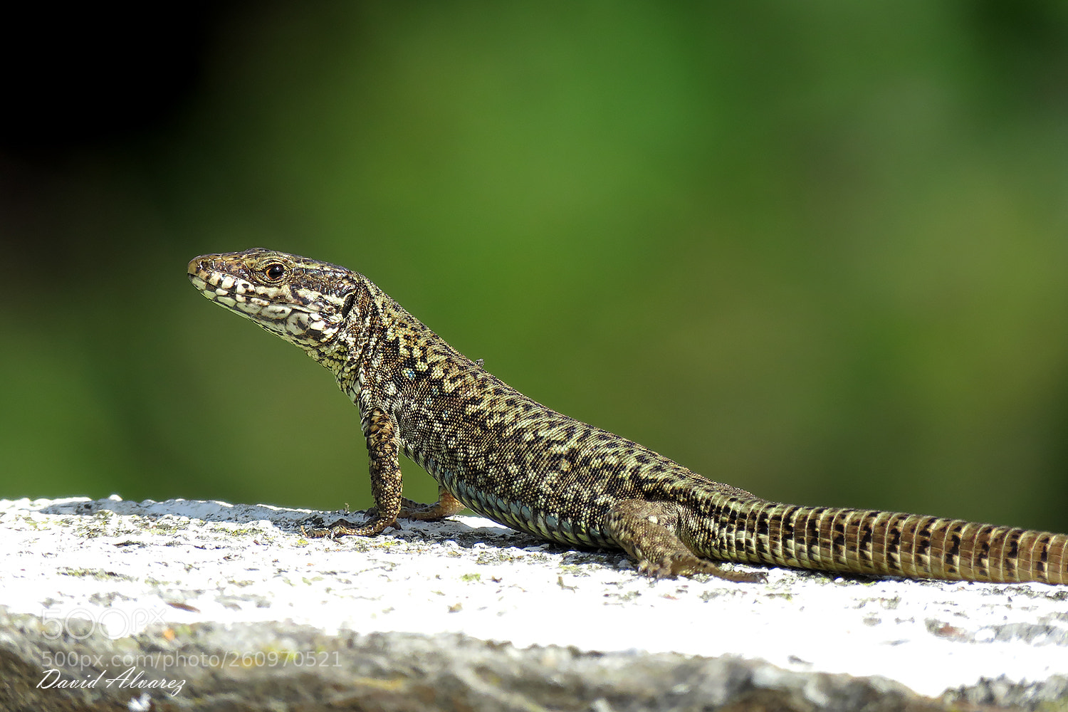 Canon PowerShot SX60 HS sample photo. Podarcis muralis (male) photography