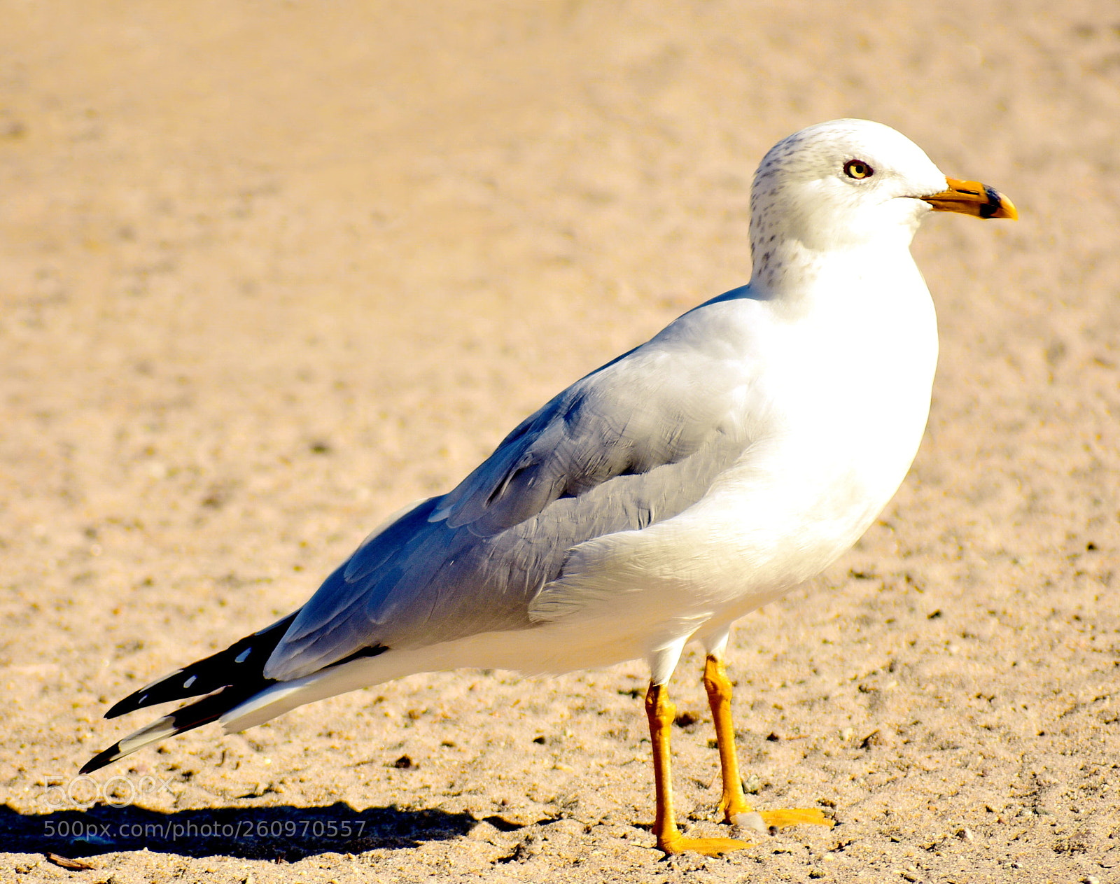 Nikon D7200 sample photo. A baby seagull standing photography