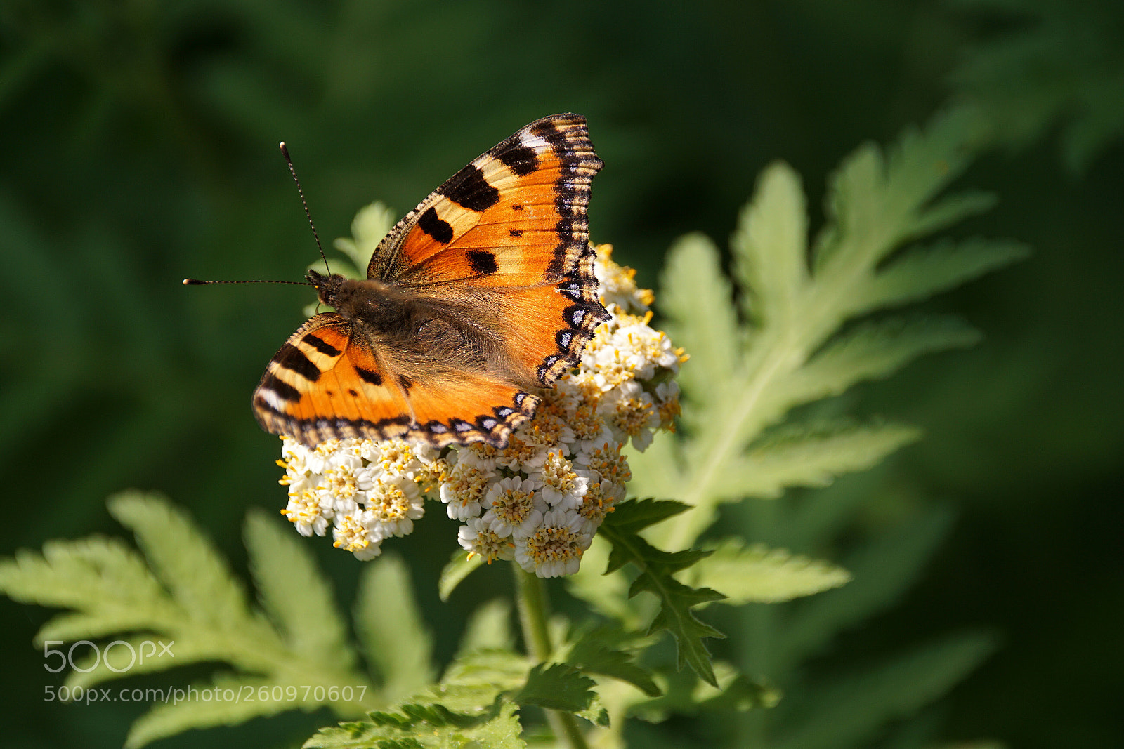 Sony ILCA-77M2 sample photo. Small tortoiseshell photography