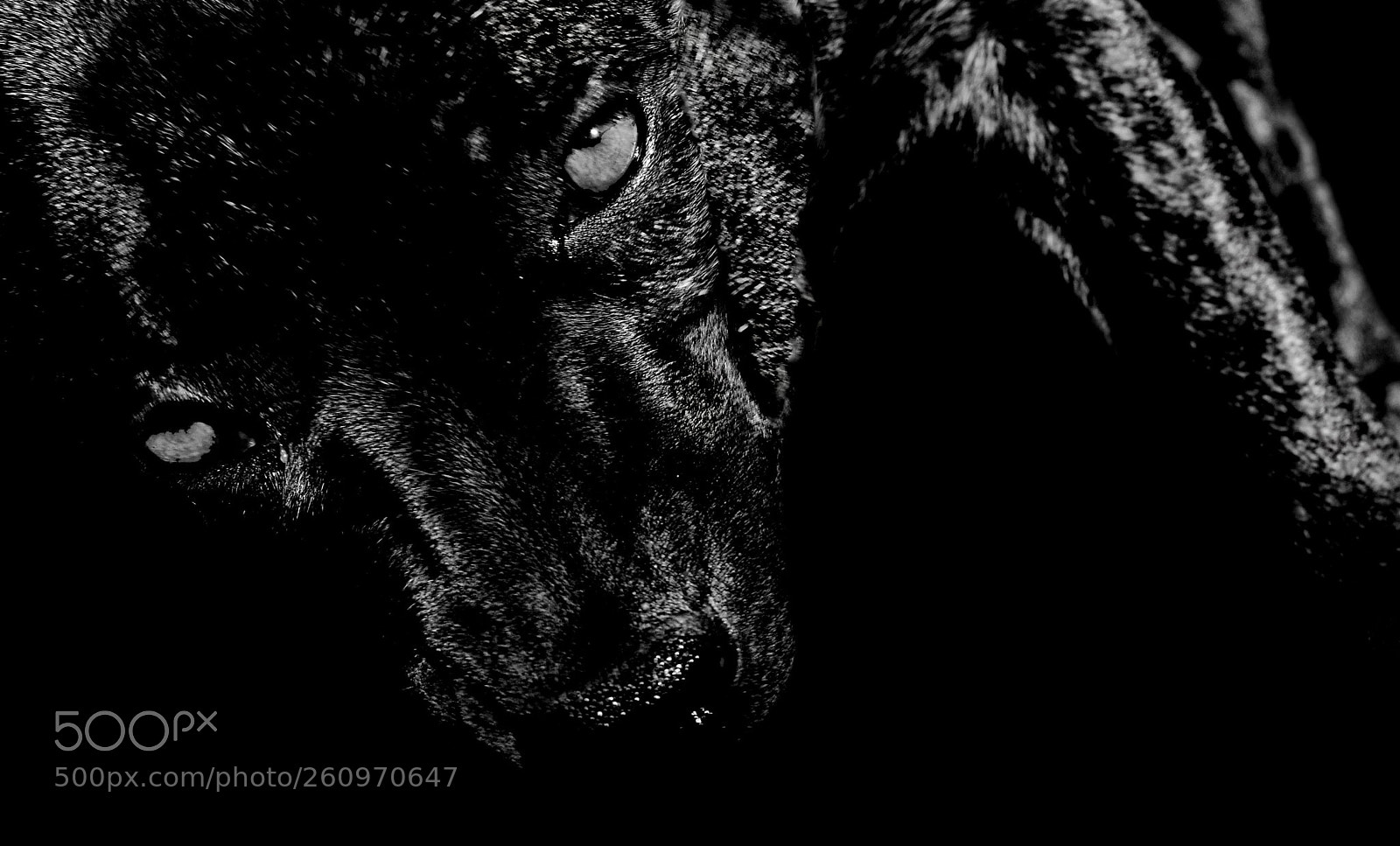 Nikon D7000 sample photo. Demon dog photography