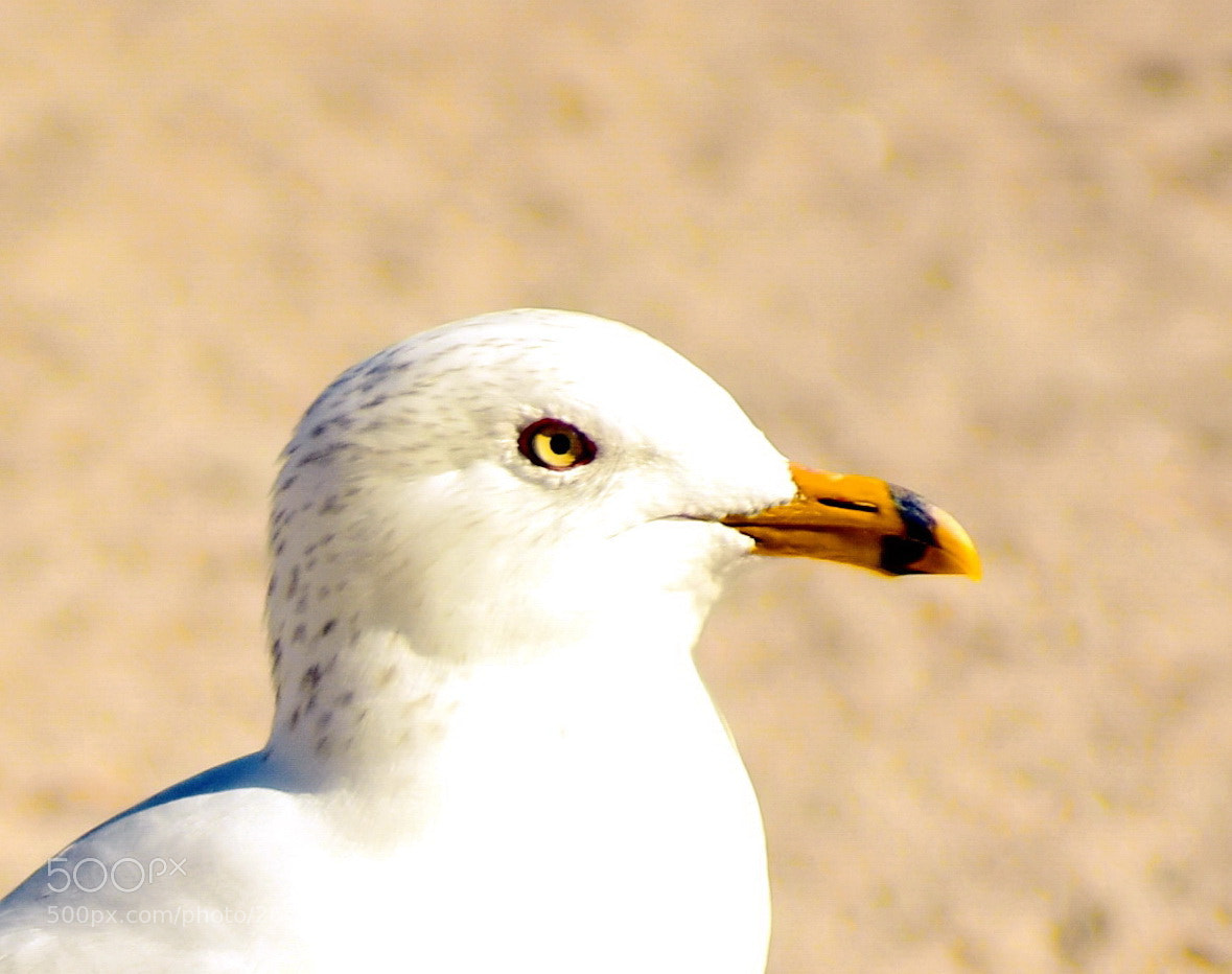 Nikon D7200 sample photo. A baby seagull portrait photography