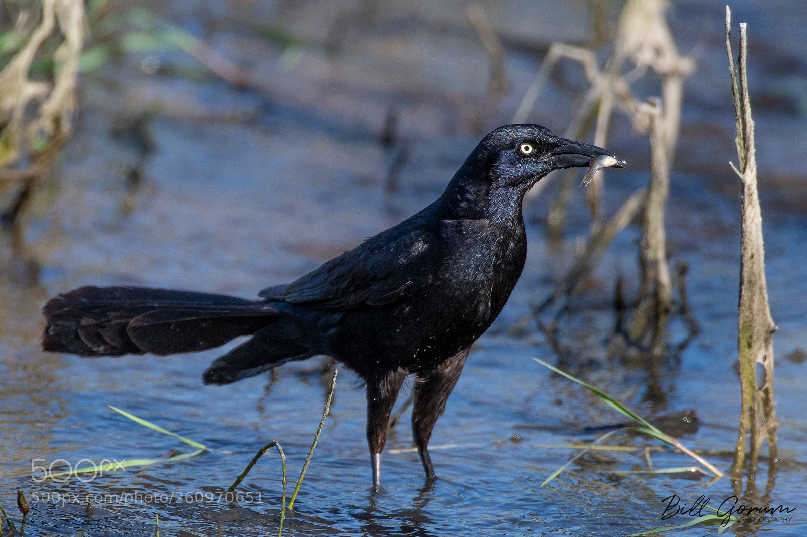 Nikon D500 sample photo. Great-tailed grackle with a photography