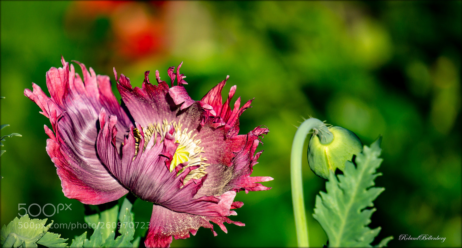 Sony a6000 sample photo. Mohn am abend, erquickend photography