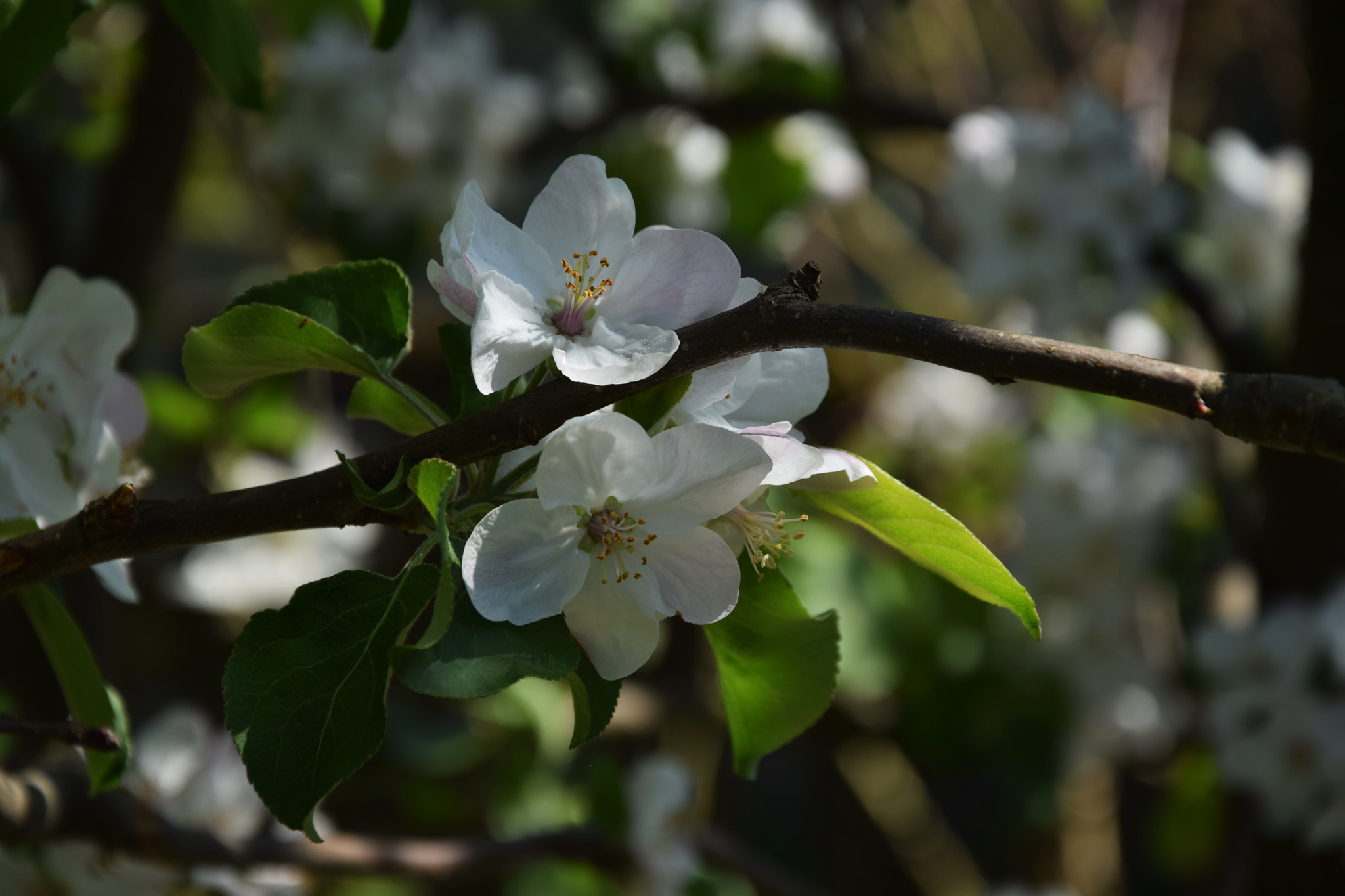 Nikon D3300 sample photo. Spring photography