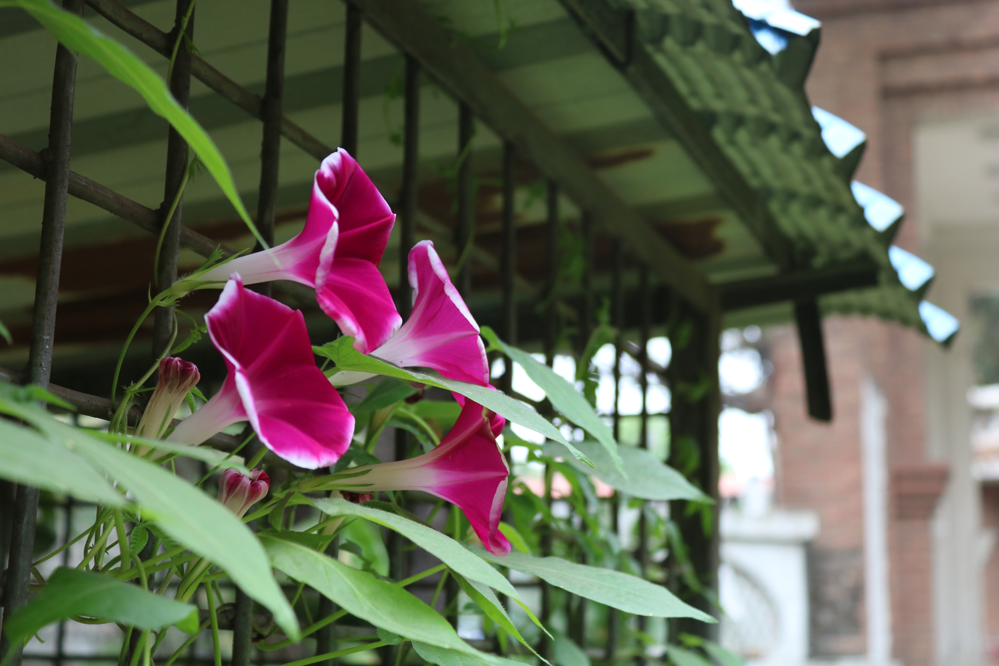 Canon EOS 750D (EOS Rebel T6i / EOS Kiss X8i) sample photo