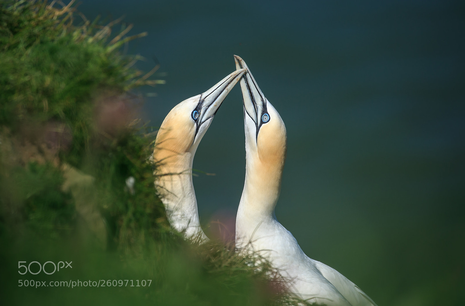 Canon EOS-1D X sample photo. Northern gannets courtship ritual photography