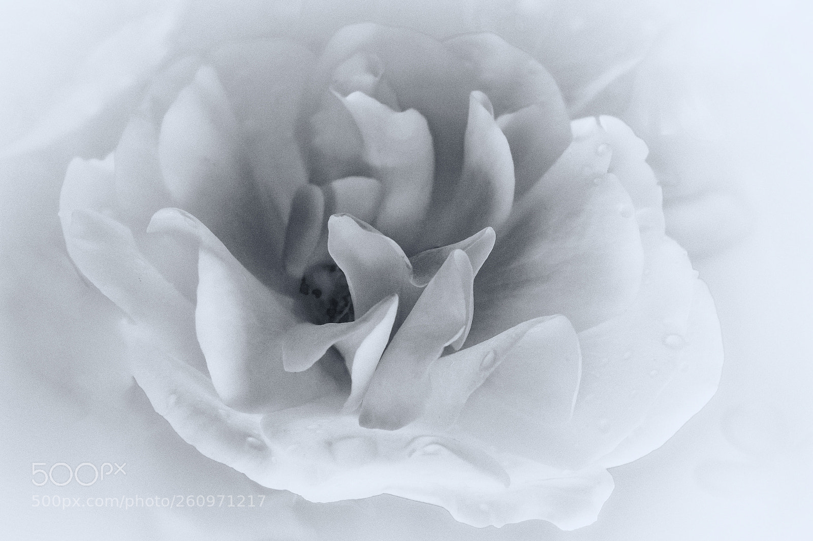 Nikon D500 sample photo. Flower b&w photography