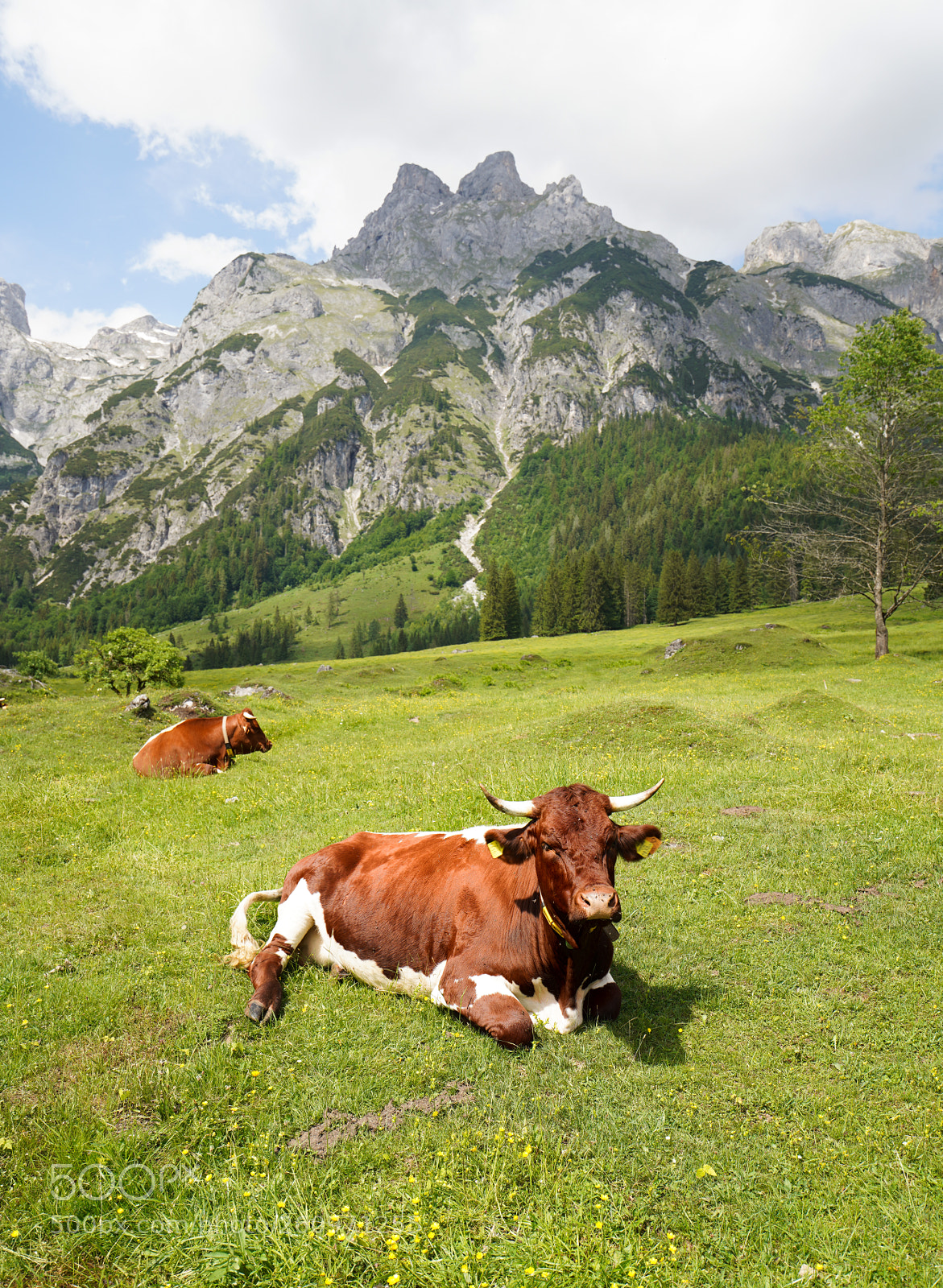 Sony a7R III sample photo. Cows and mountains photography
