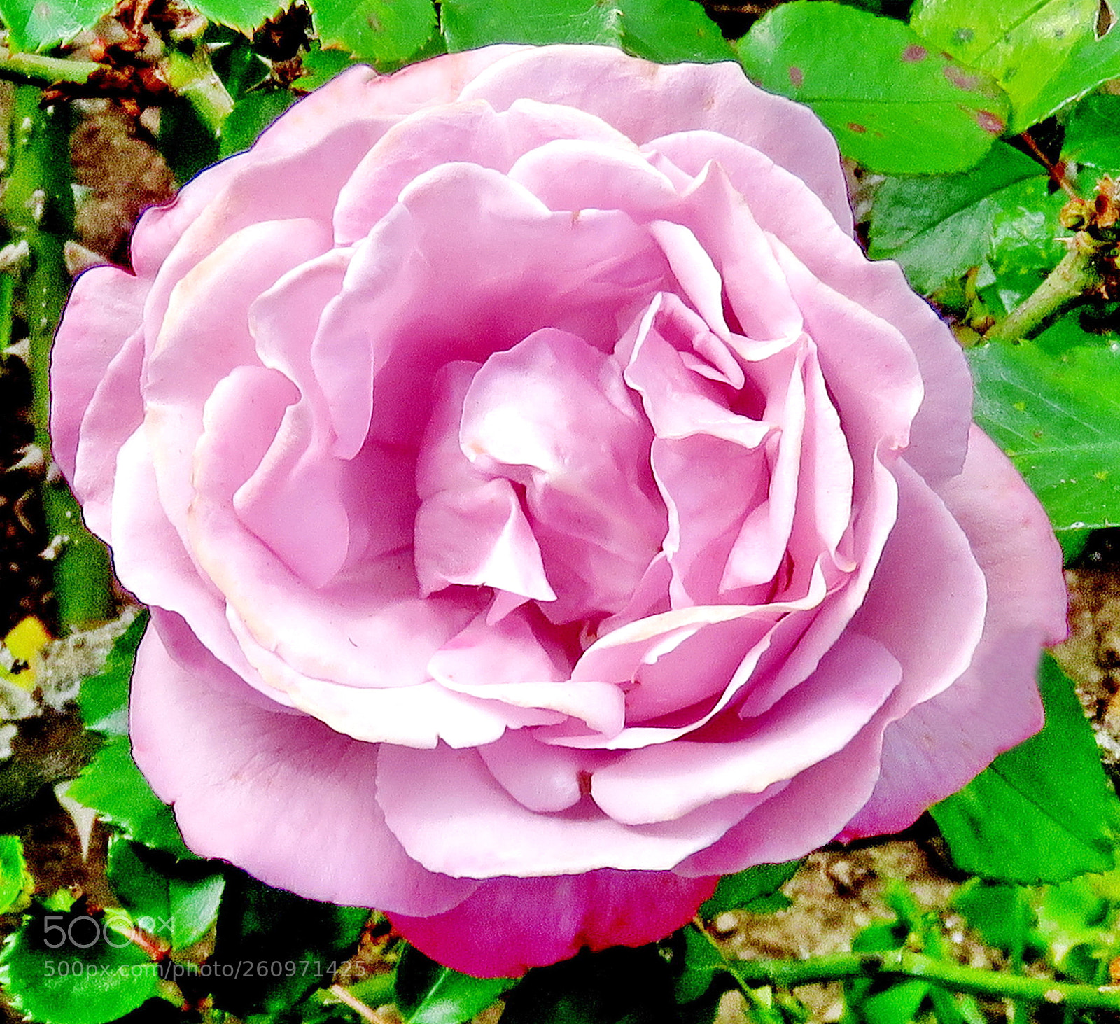 Canon PowerShot SX60 HS sample photo. A nice purple rose photography
