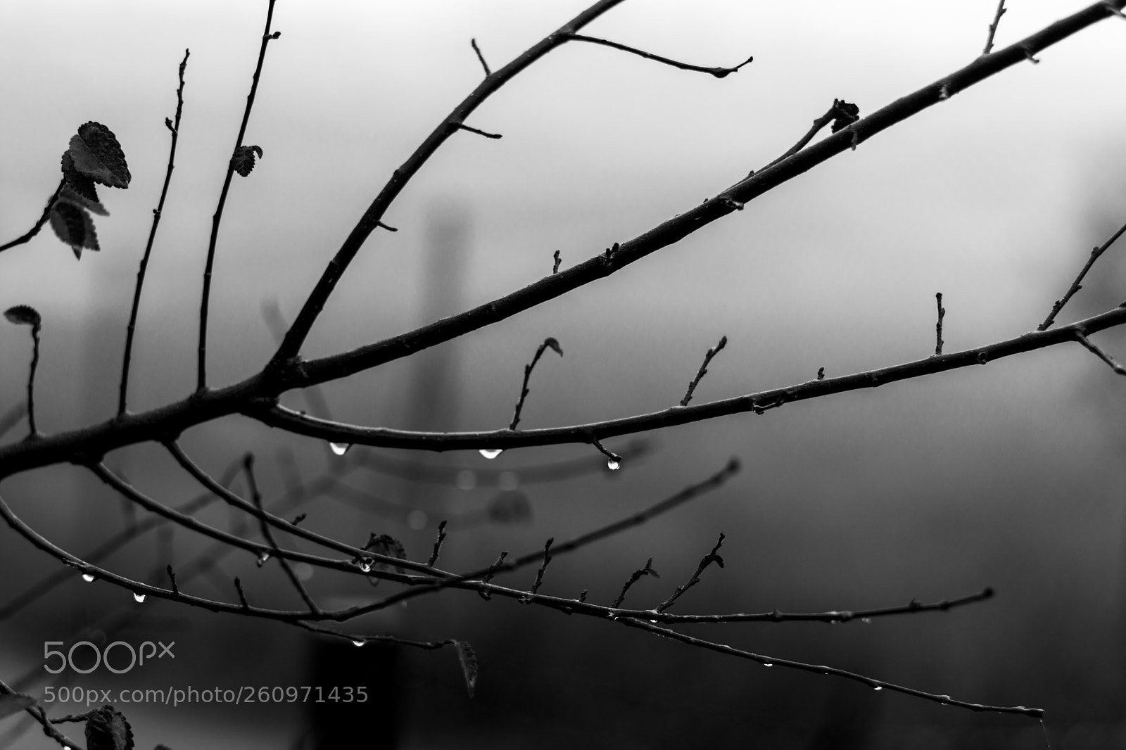 Nikon D5200 sample photo. Cold photography