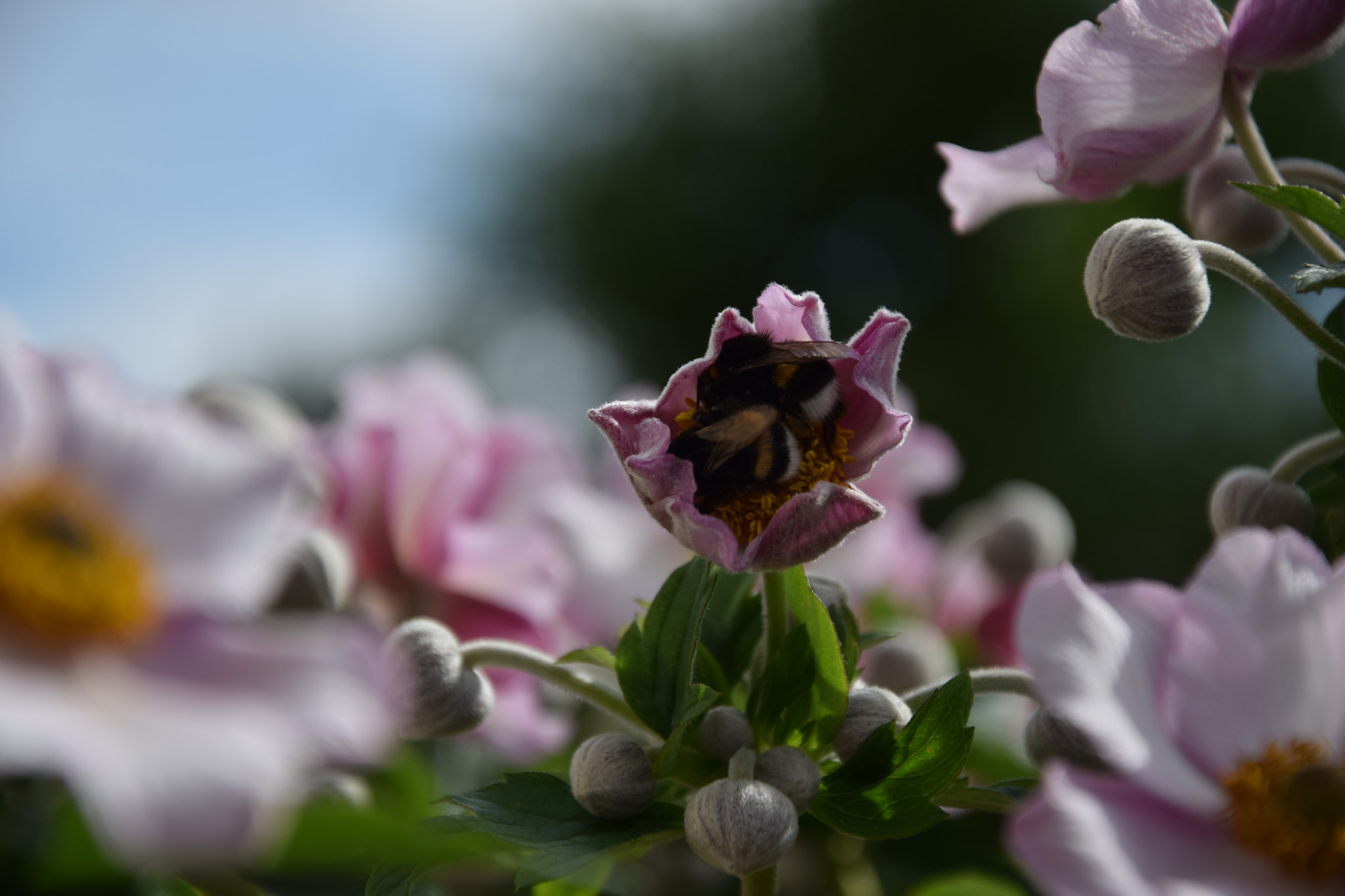 Nikon D3300 sample photo. Bumblebees photography