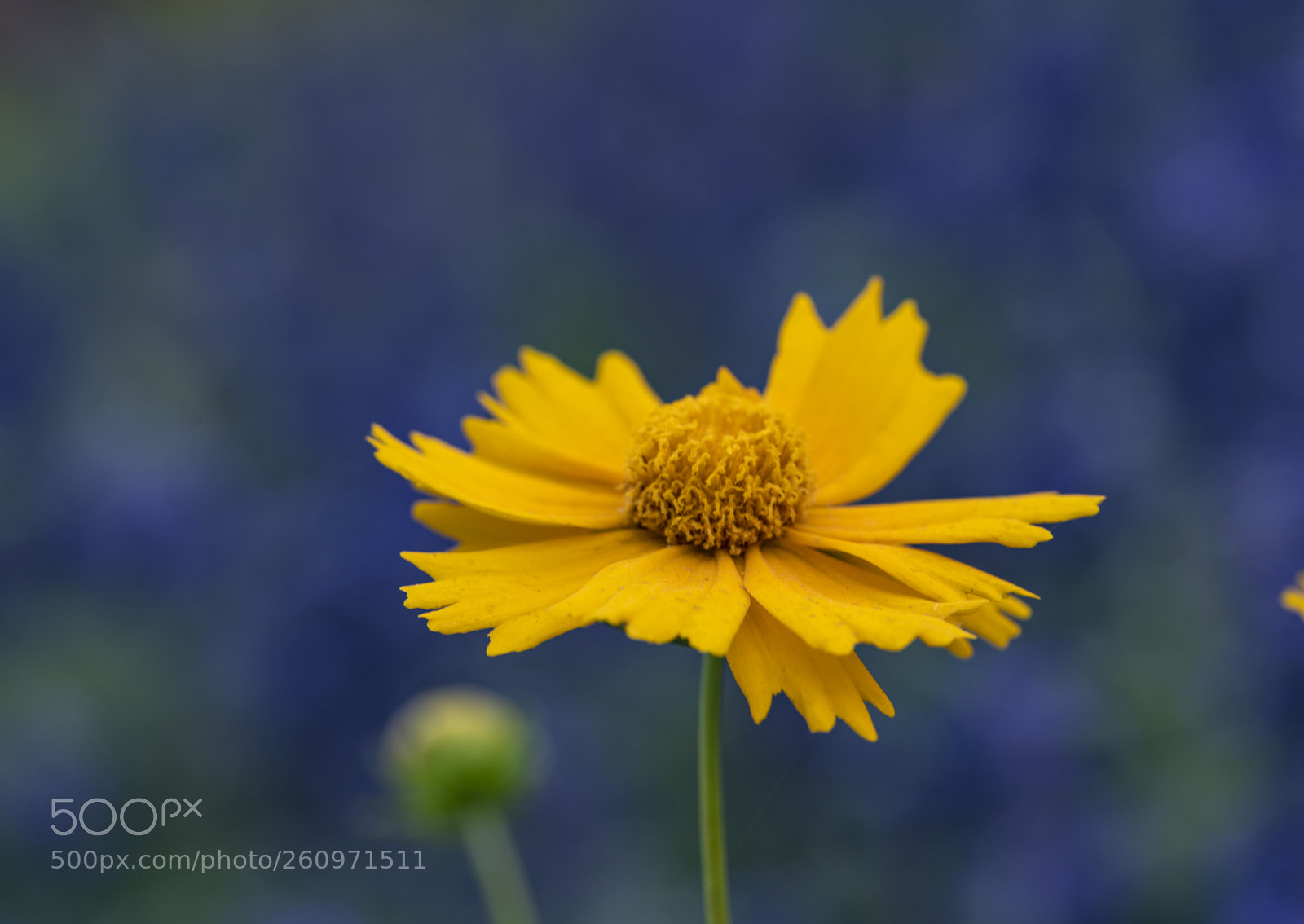 Sony a7R II sample photo. Yellow flower photography