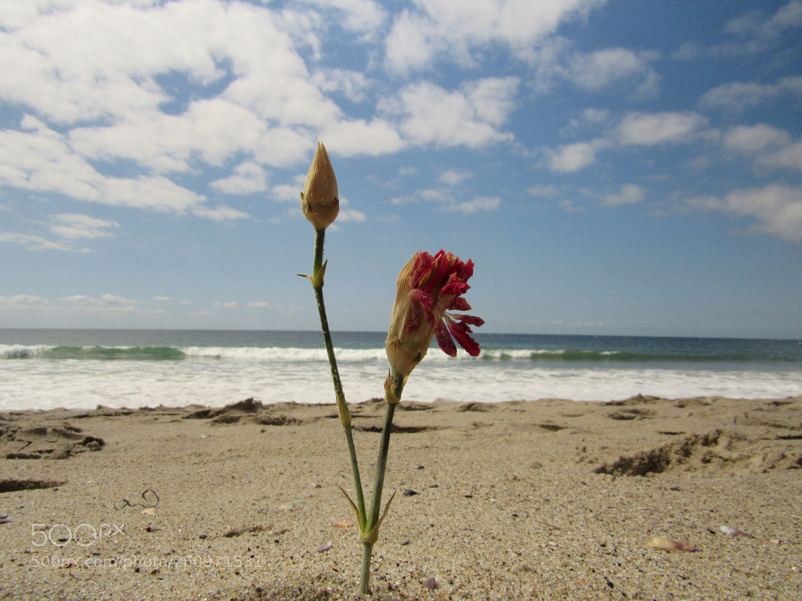 Canon PowerShot SX530 HS sample photo. The lone flower photography