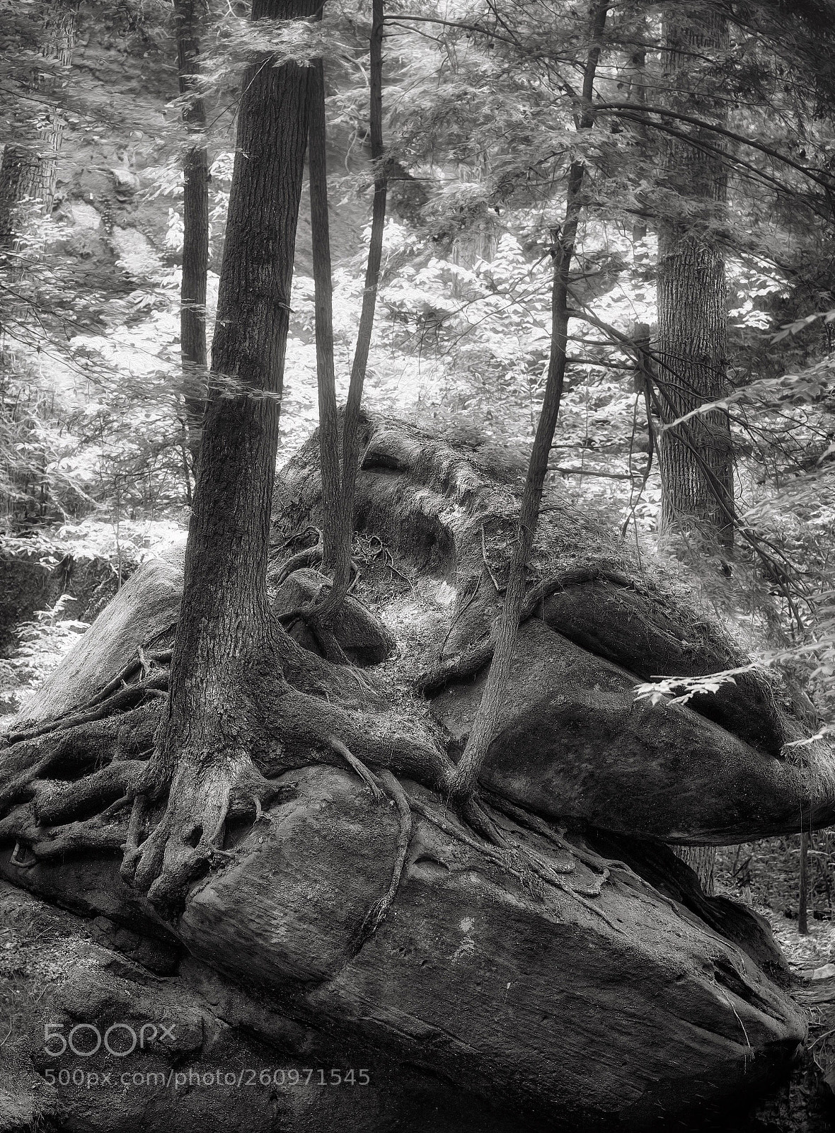 Fujifilm X-T2 sample photo. Dismal’s canyon alabama photography