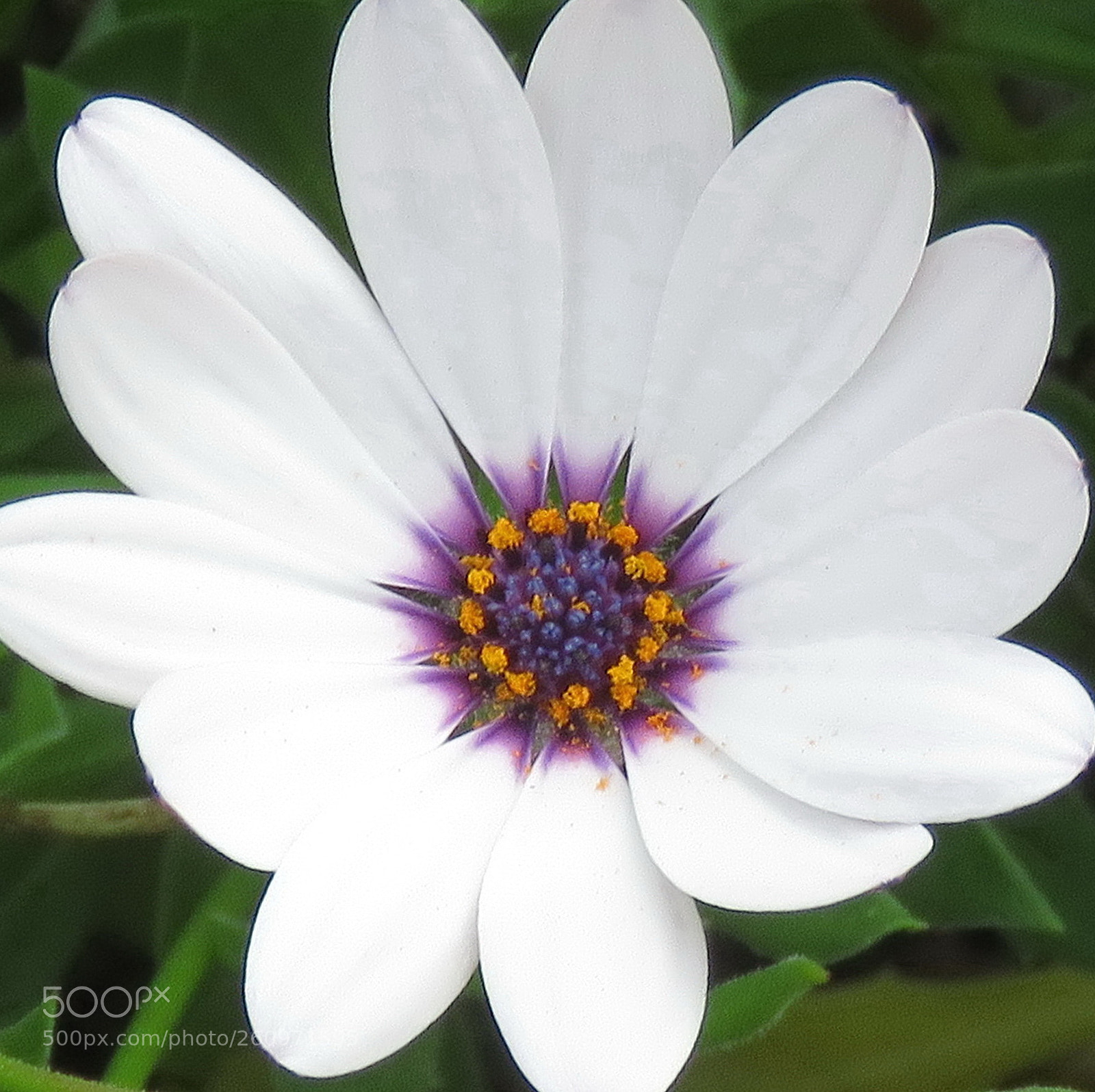 Canon PowerShot SX60 HS sample photo. A white and purple photography
