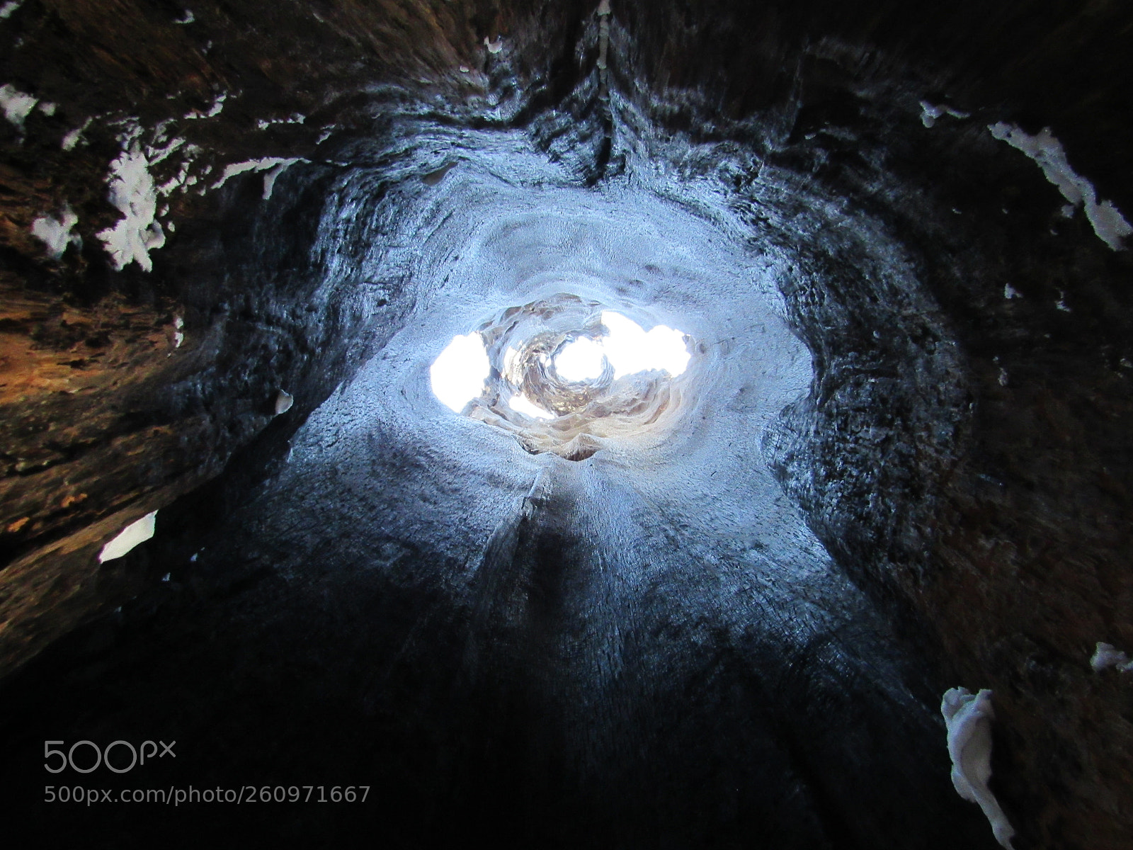 Canon PowerShot SX530 HS sample photo. Inside a sequoia photography