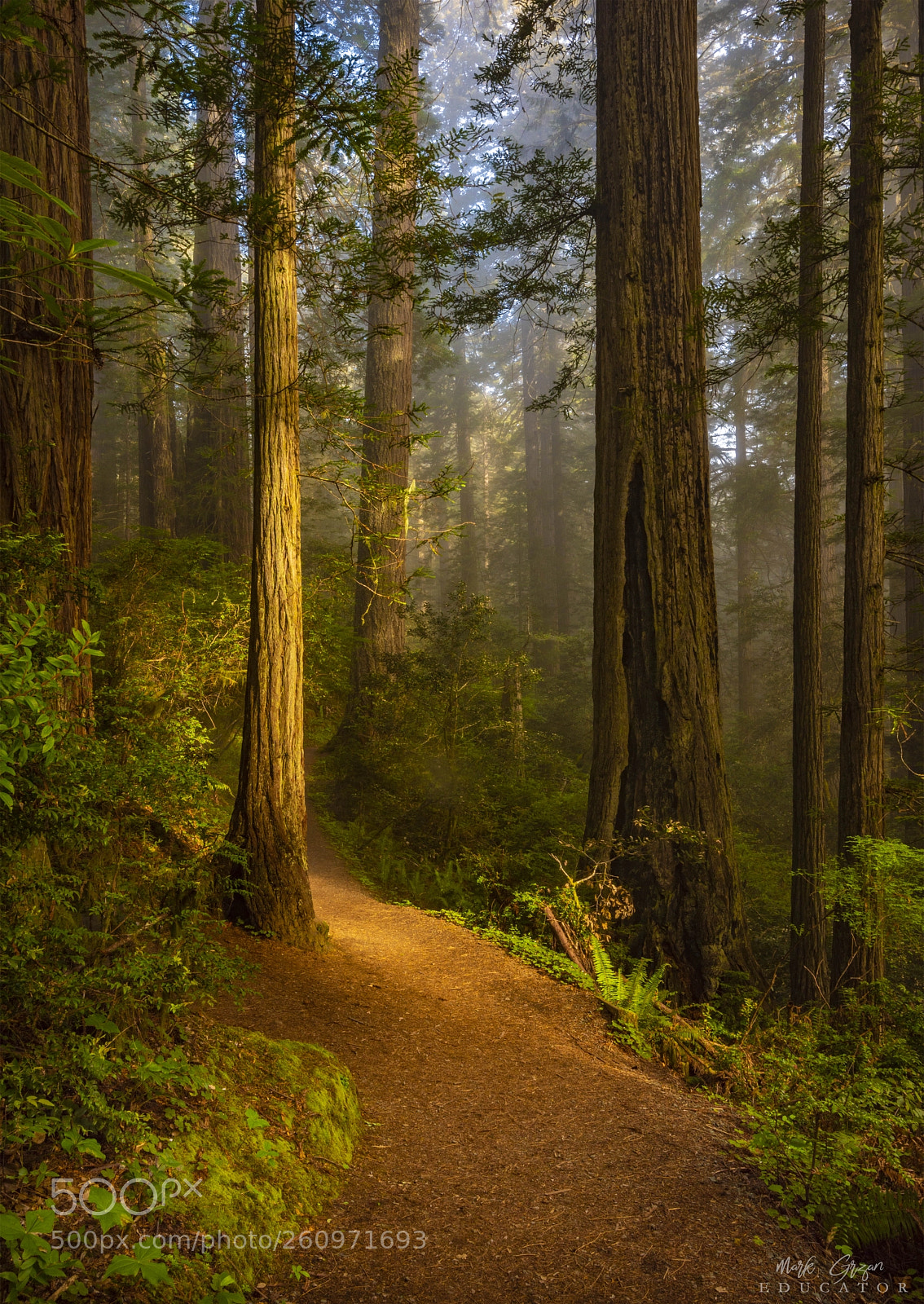 Nikon D810 sample photo. Redwoods national park coastal photography