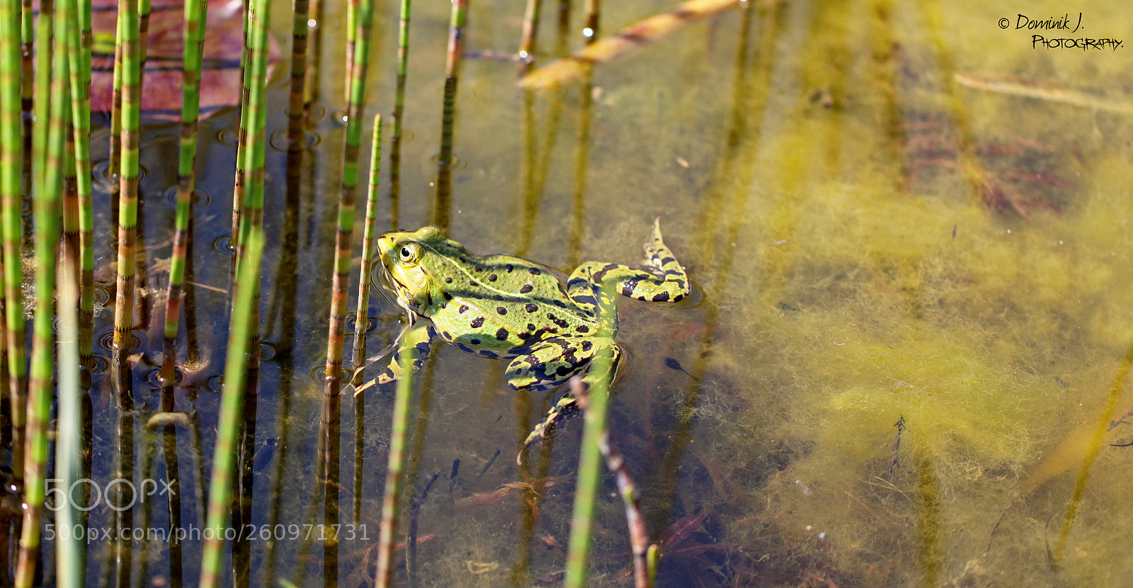 Canon EOS 5D Mark II sample photo. Swimming.frog photography