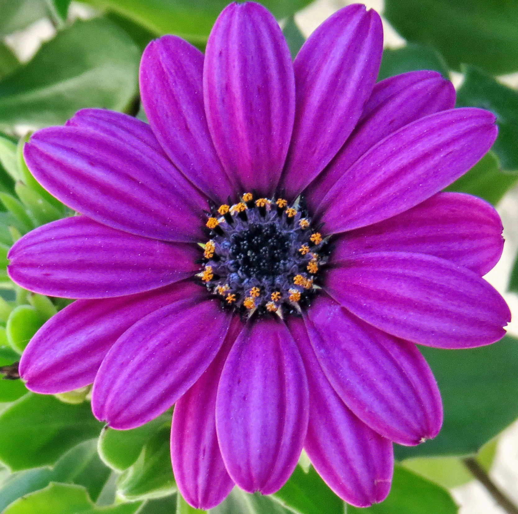 Canon PowerShot SX50 HS sample photo. A deep purple daisy flower photography