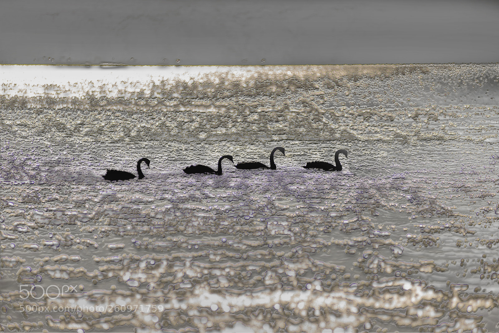 Nikon D600 sample photo. Four swans 2 photography