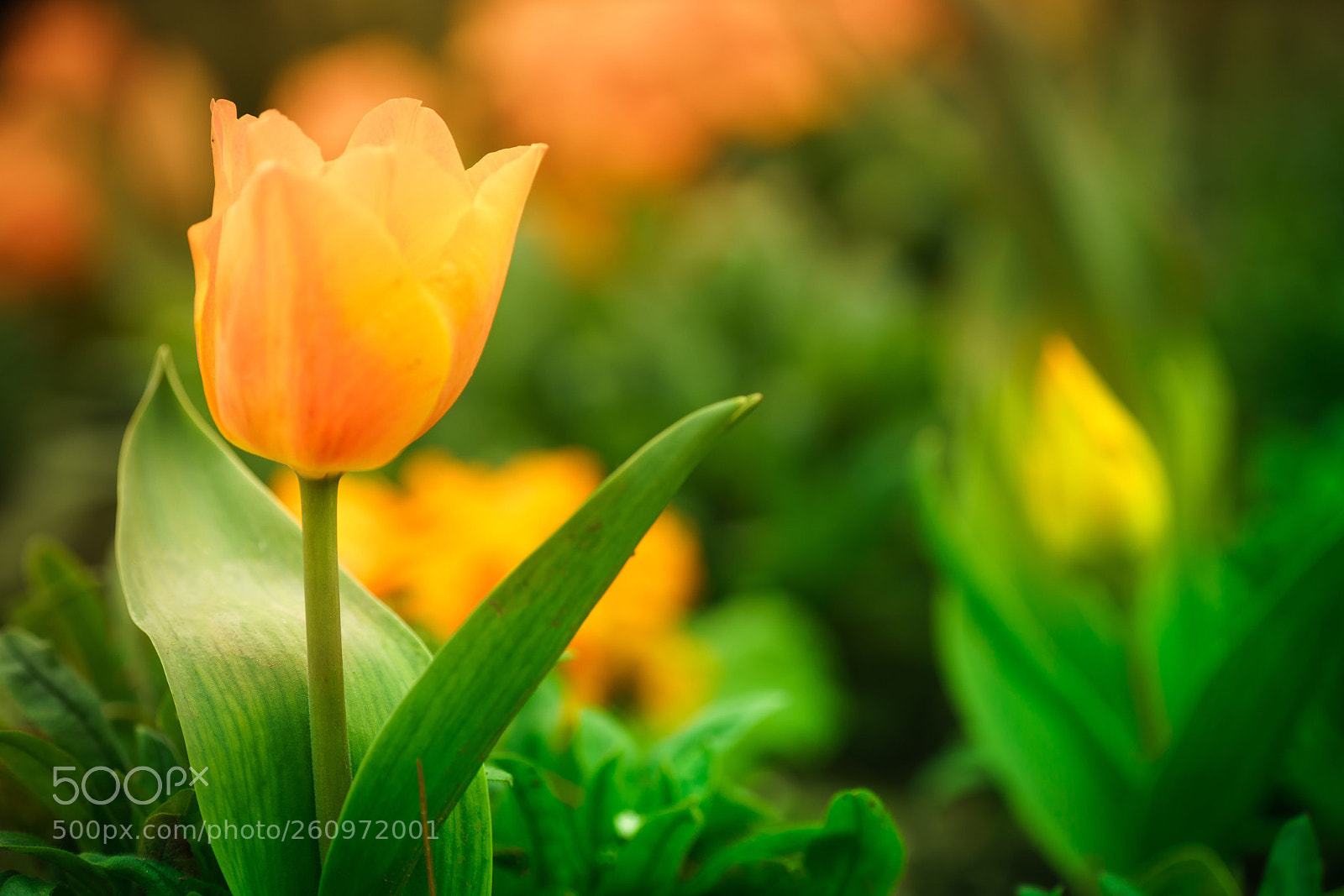 Sony a7R III sample photo. Untitled photography