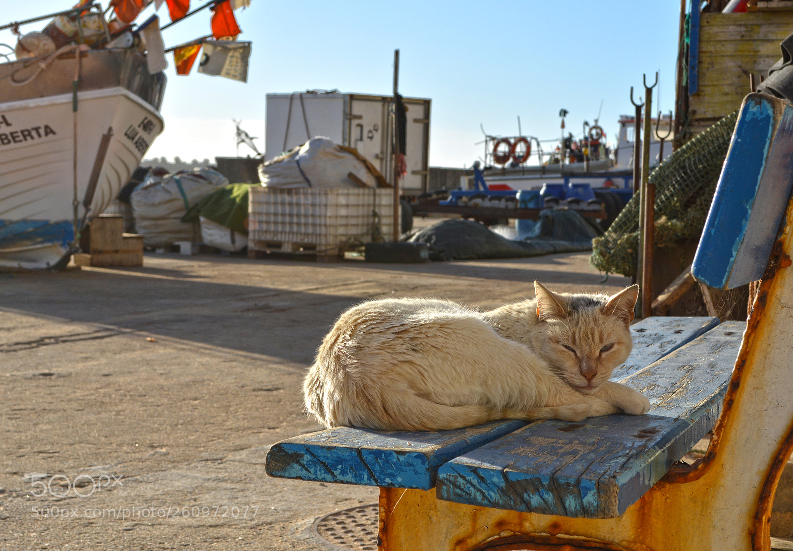 Nikon D5200 sample photo. Sailor cat photography
