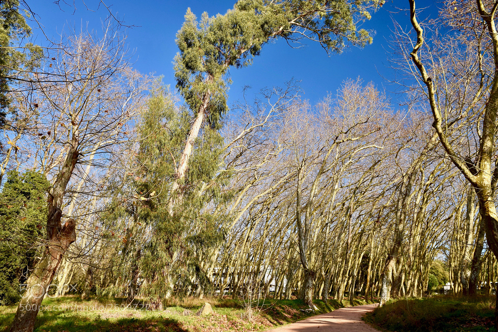 Nikon D5300 sample photo. Woods (dsc_6141) photography