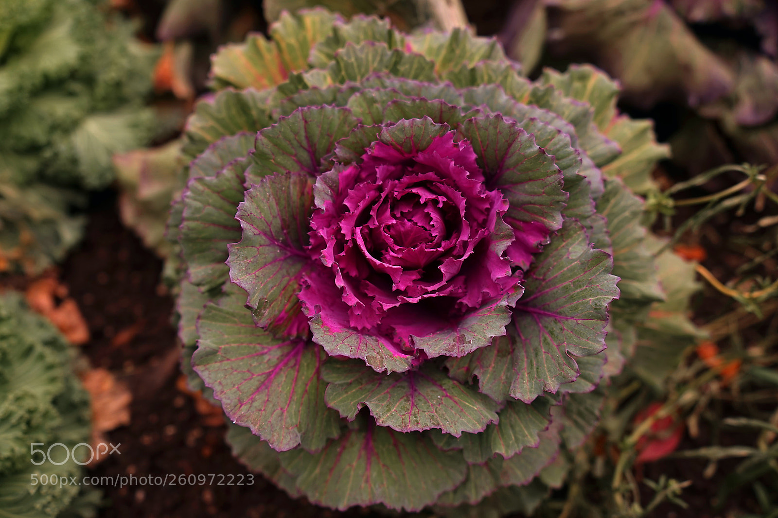 Sony a7 sample photo. Colourful canadian cabbage. photography