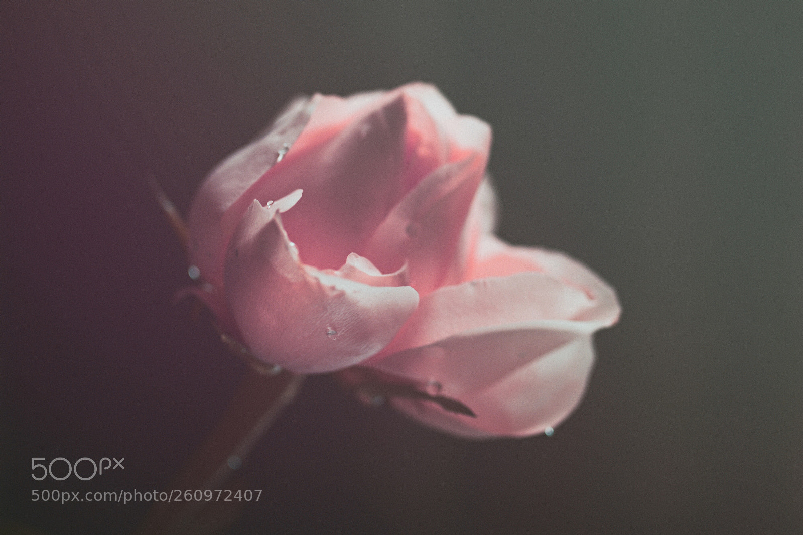 Canon EOS 600D (Rebel EOS T3i / EOS Kiss X5) sample photo. Pale pink photography
