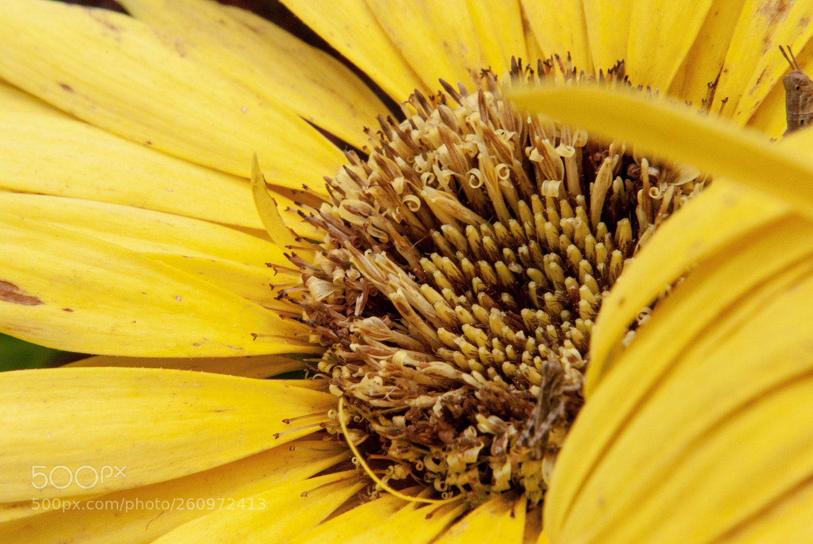 Nikon D3000 sample photo. Sunshine flower photography