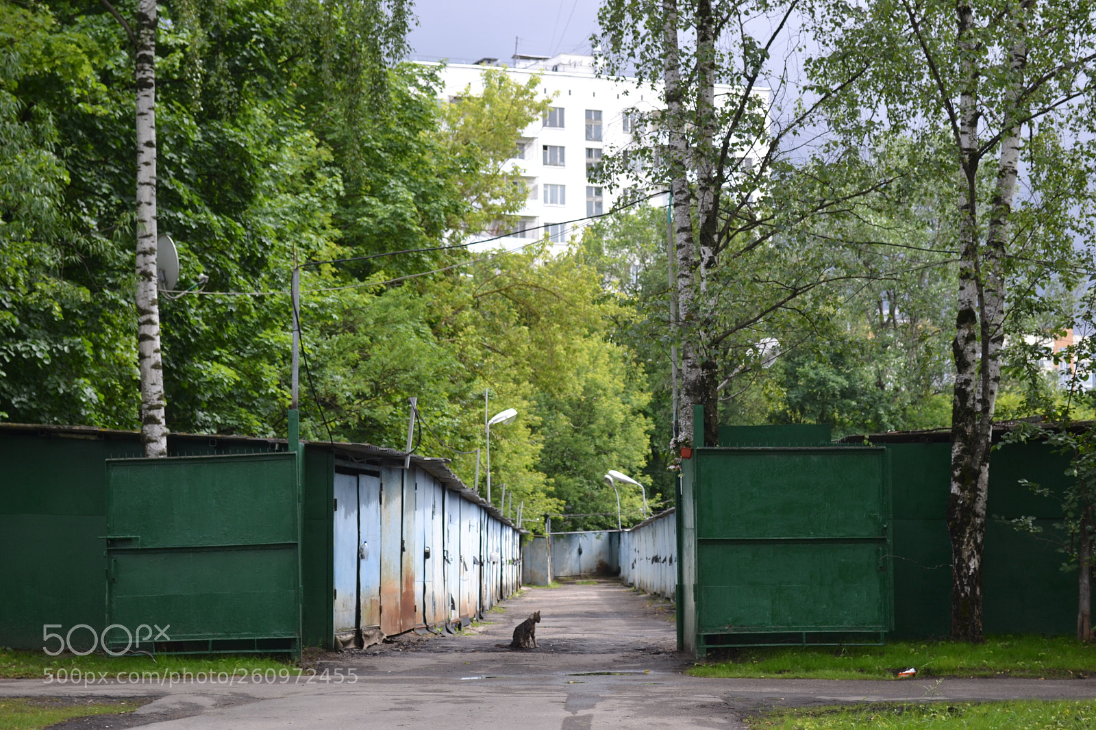 Nikon D3100 sample photo. Cat photography