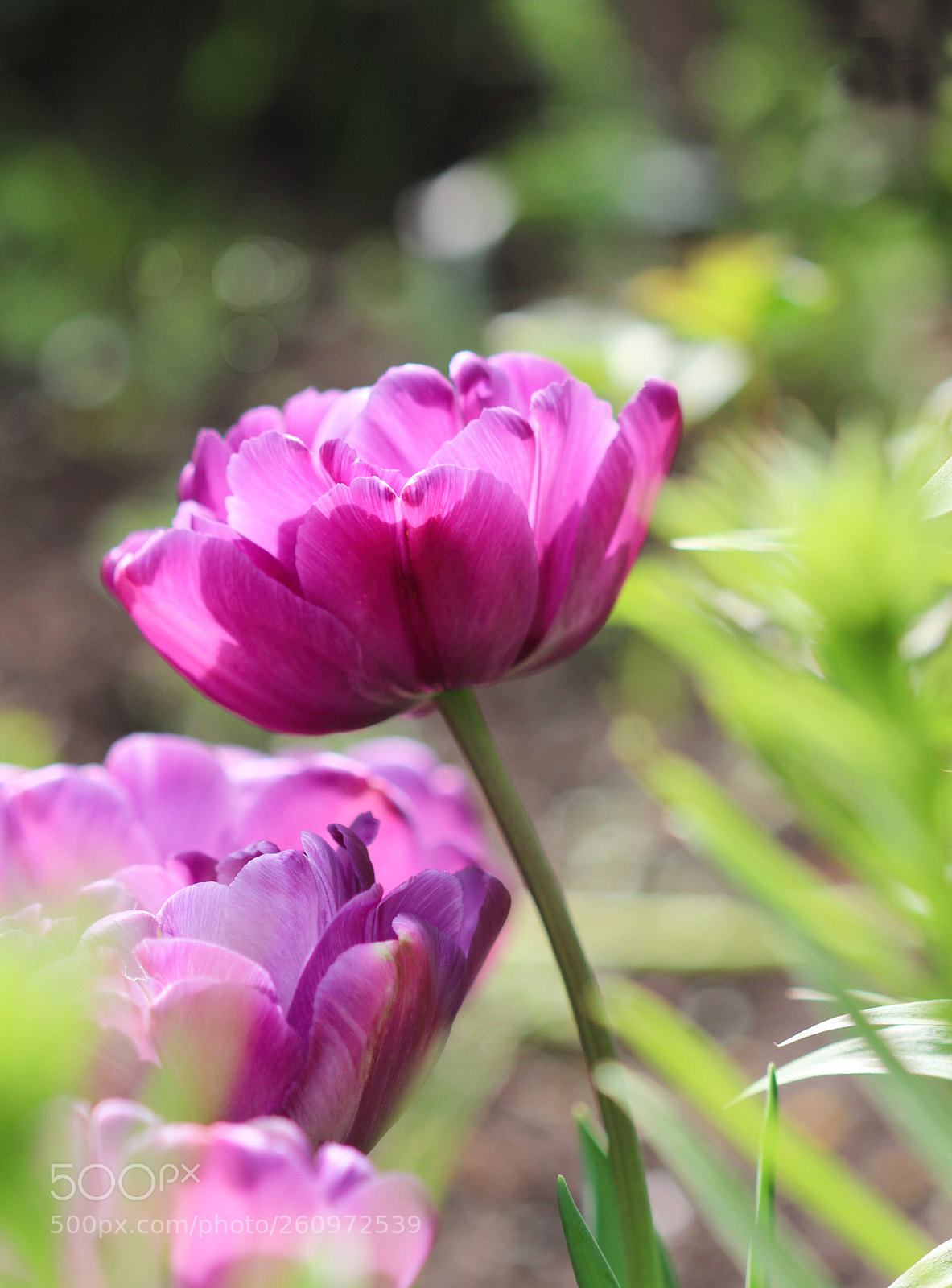 Canon EOS 600D (Rebel EOS T3i / EOS Kiss X5) sample photo. Purple photography