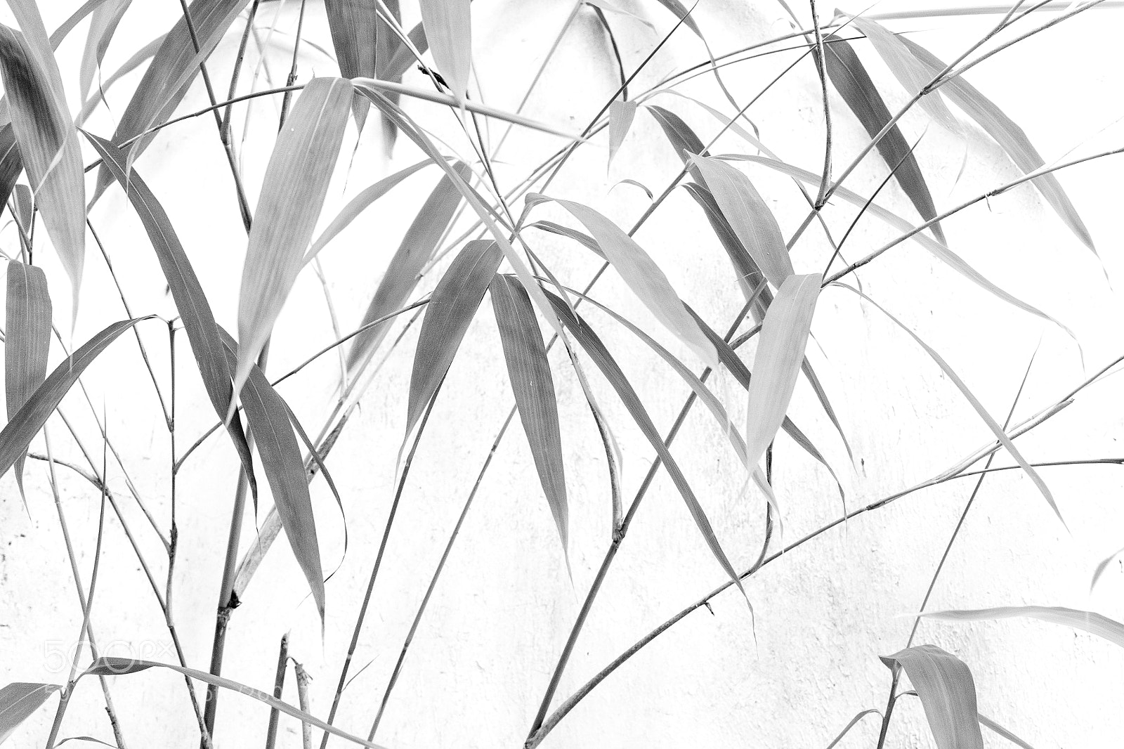 Sony a7 sample photo. Untitled photography