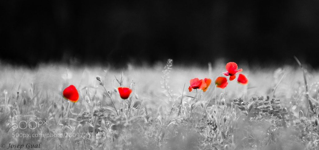 Nikon D7000 sample photo. Red photography