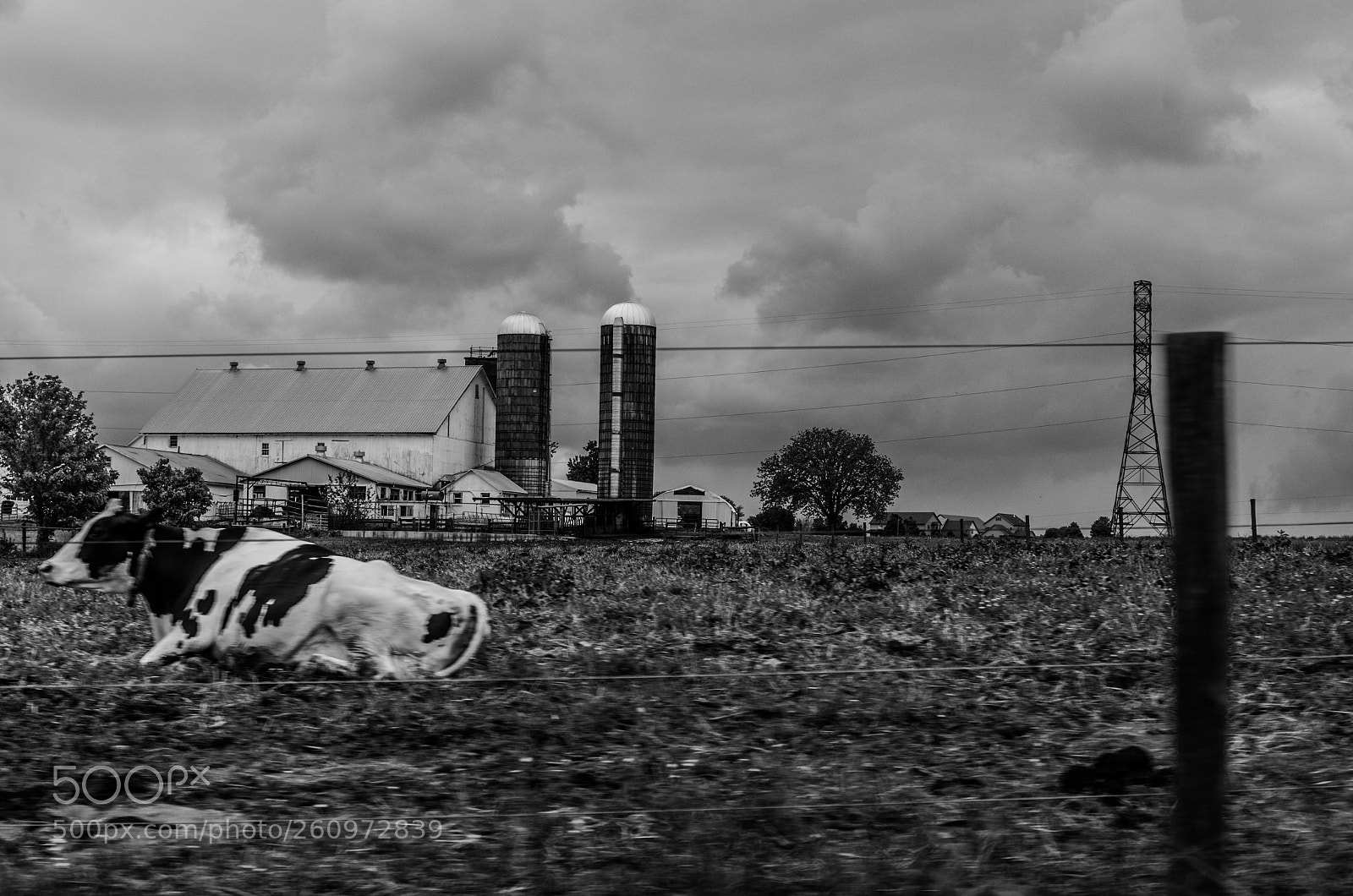 Pentax K-50 sample photo. A cow and her photography