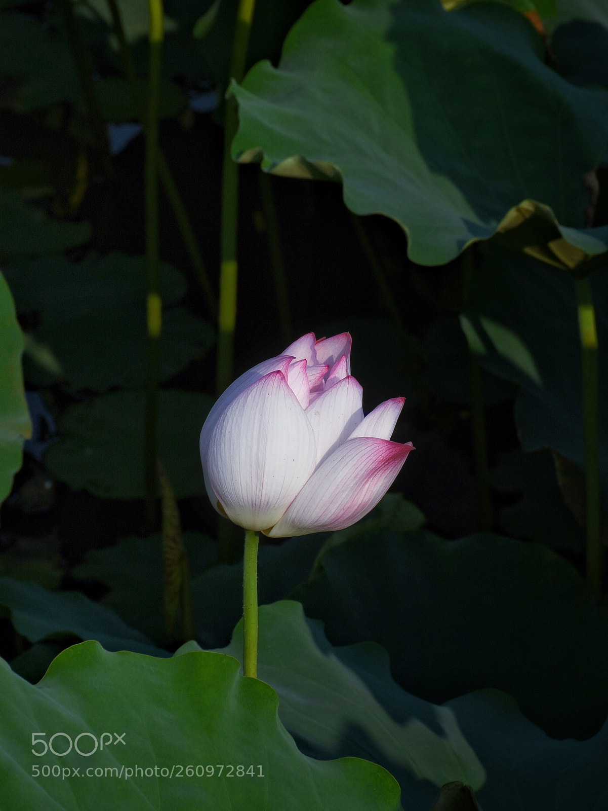 Nikon D7200 sample photo. Untitled photography