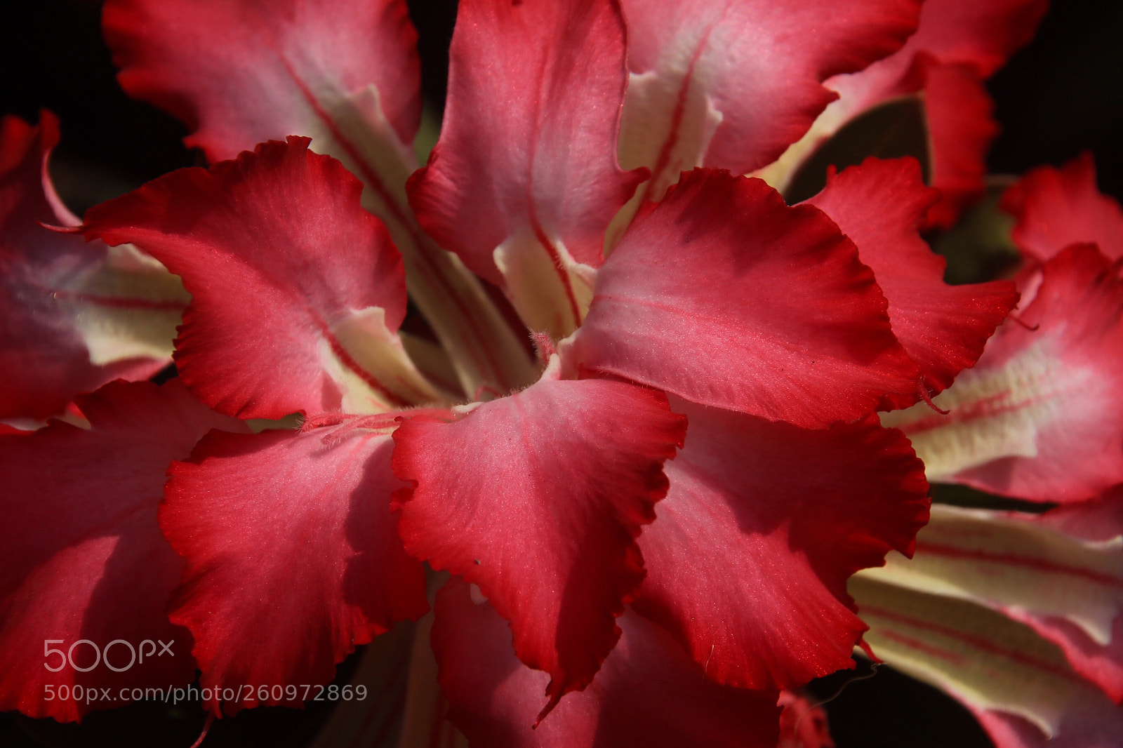 Canon EOS 7D Mark II sample photo. Red photography