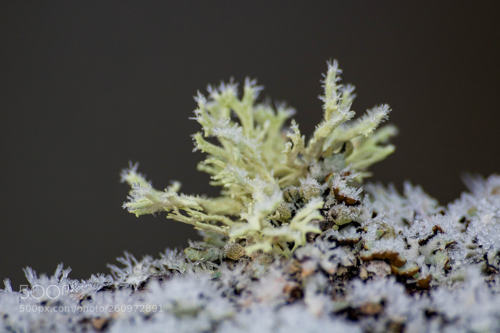Canon EOS 760D (EOS Rebel T6s / EOS 8000D) sample photo. Frosted lichen photography