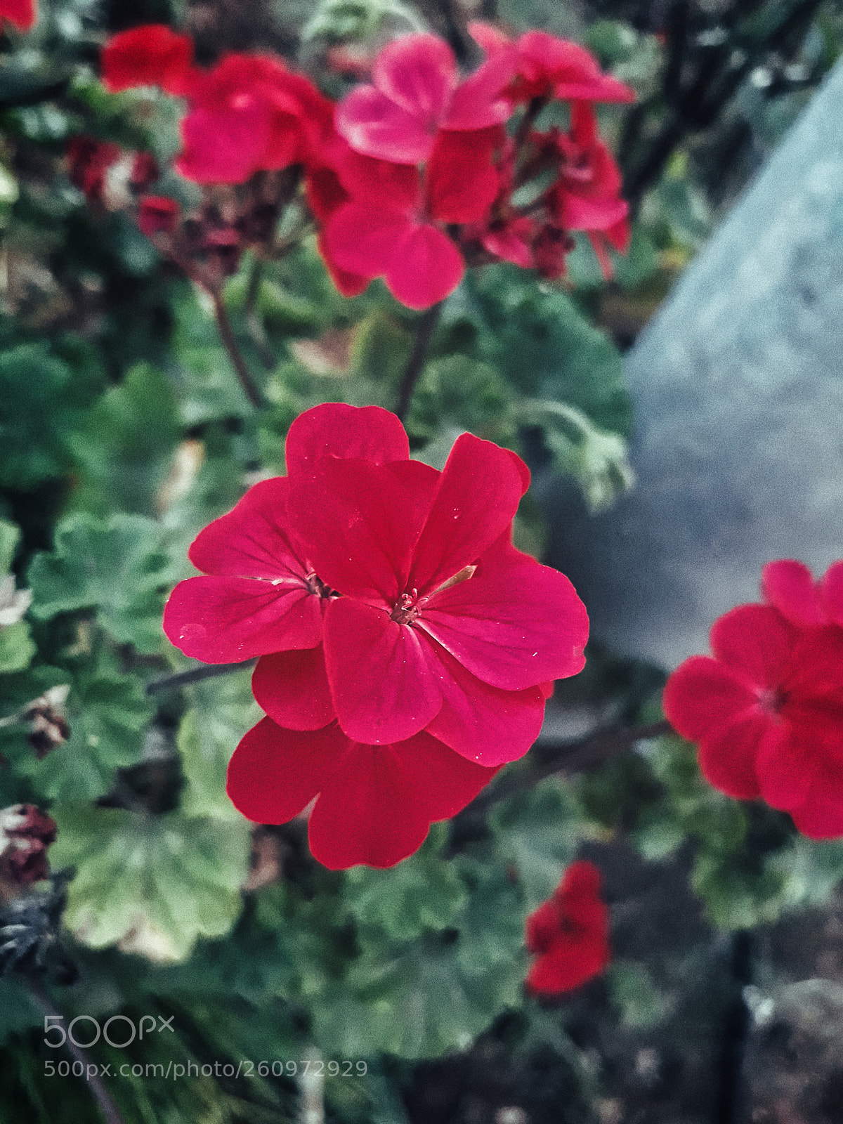 Samsung Galaxy J7 sample photo. When spring hits you photography