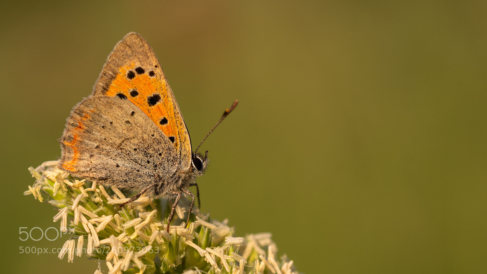 Nikon D7200 sample photo. Small copper photography