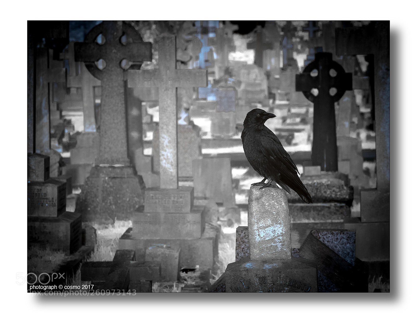 Panasonic Lumix DMC-GX8 sample photo. Crow. photography
