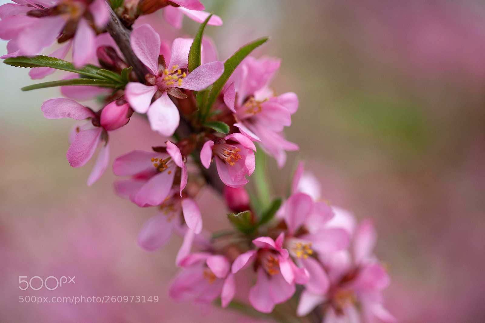 Canon EOS 5D Mark II sample photo. Almonds blossom photography