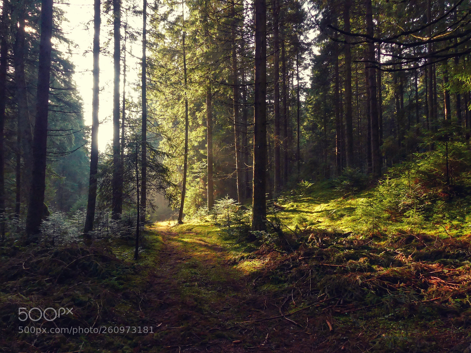 Panasonic Lumix DMC-FZ300 sample photo. Apuseni forest photography