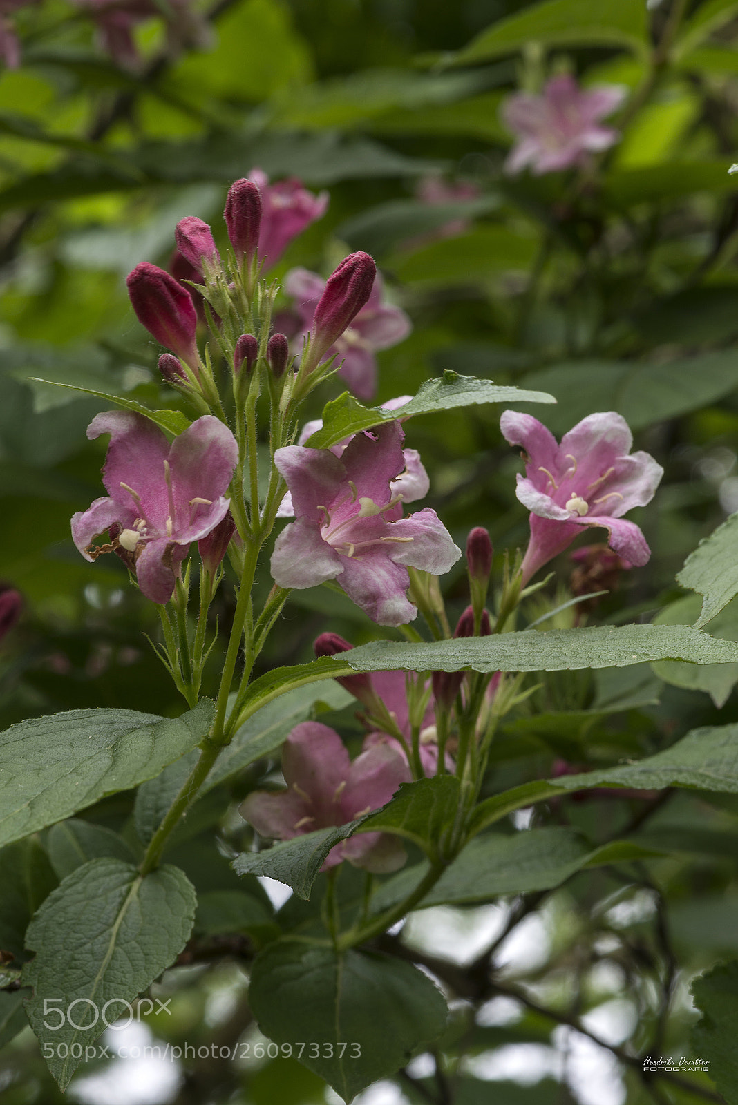 Nikon D800 sample photo. Flowers photography