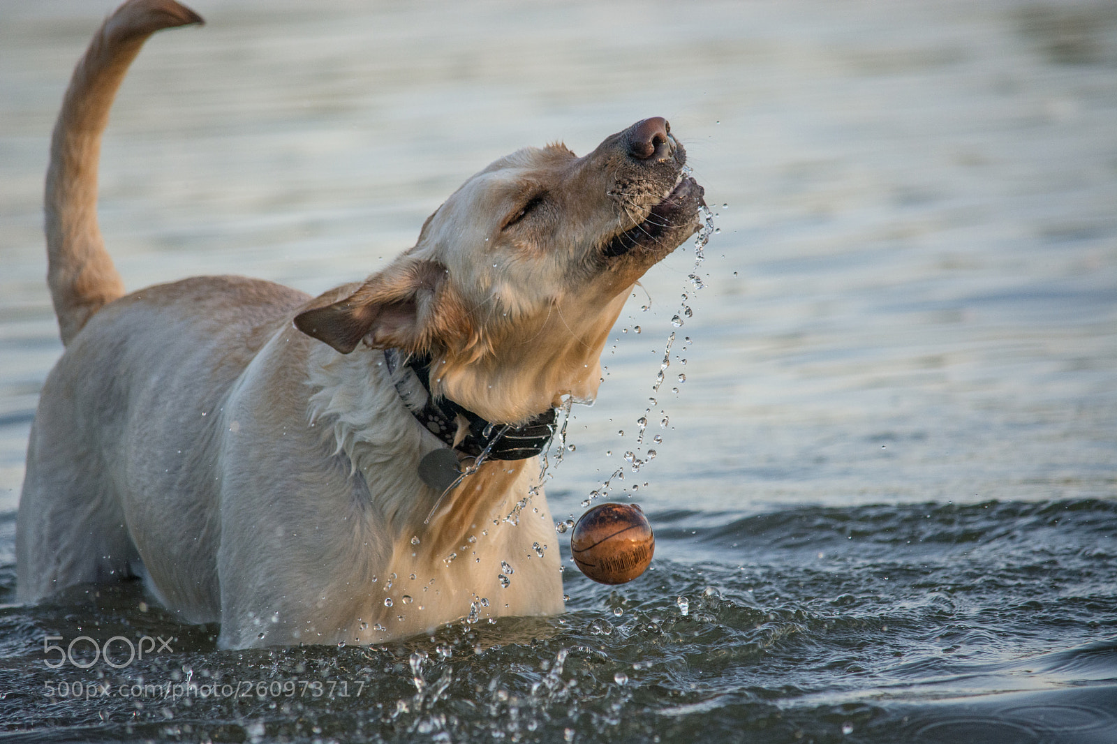 Nikon D7100 sample photo. Playing ball photography