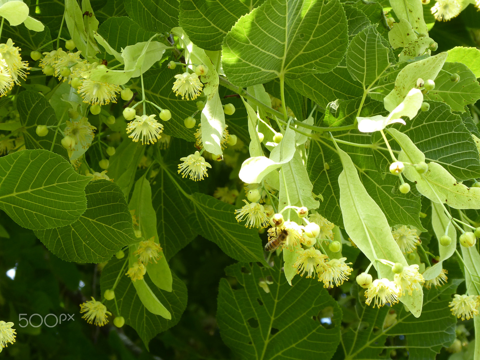 Panasonic Lumix DMC-ZS50 (Lumix DMC-TZ70) sample photo. Blossoming linden tree photography