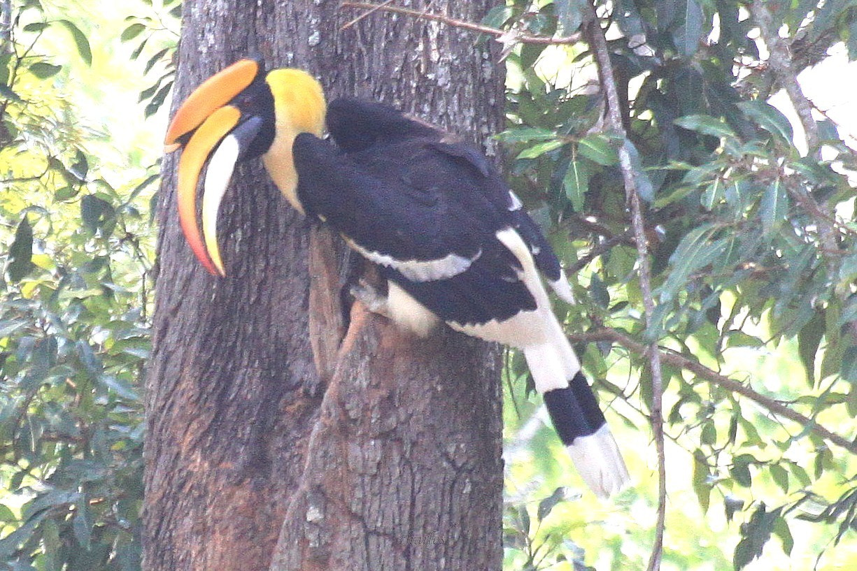 Canon EOS 500D (EOS Rebel T1i / EOS Kiss X3) + Sigma 70-300mm F4-5.6 APO DG Macro sample photo. Great hornbill photography